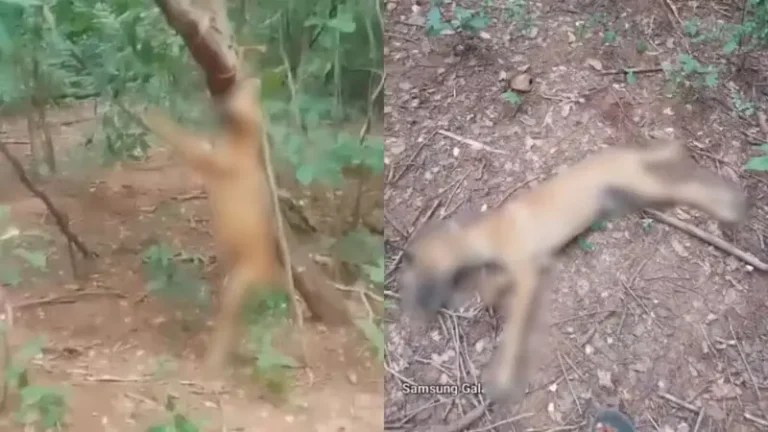 Homem é preso suspeito de matar cachorro enforcado no Sul do Piauí