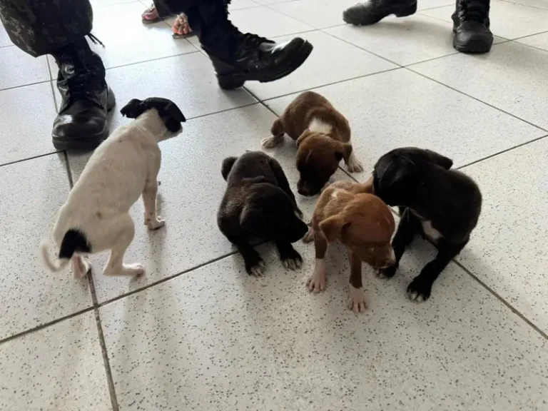Cinco filhotes de cachorro são resgatados em situação de maus-tratos no litoral do Piauí