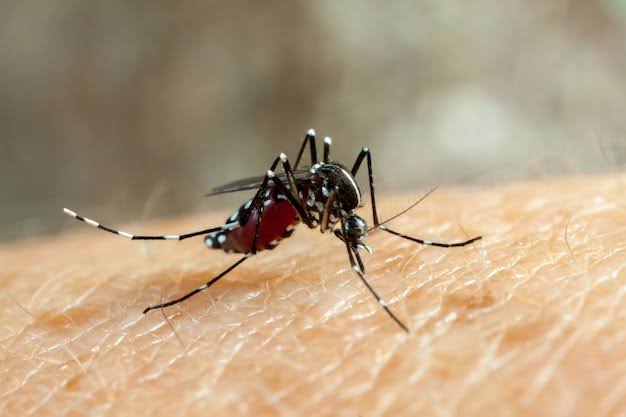 Piauí entra em alerta após 28 municípios serem classificados com alto risco para dengue