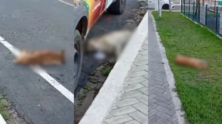 Após morte cães por envenenamento, Semarh aciona forças de segurança para investigar caso no Piauí