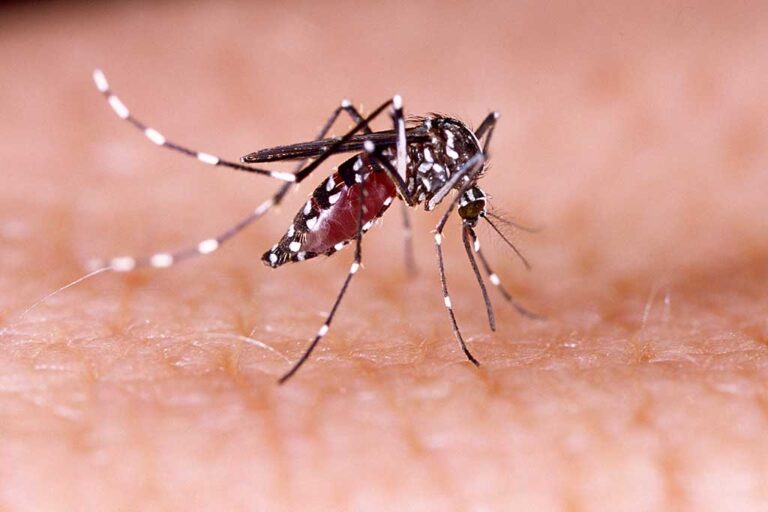 Criança de 7 anos morre vítima de dengue em São Raimundo Nonato