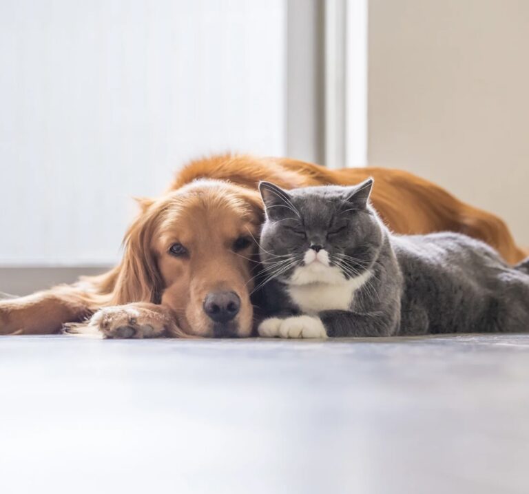 Região do Grande Dirceu recebe castração gratuita para cães e gatos; veja como participar 