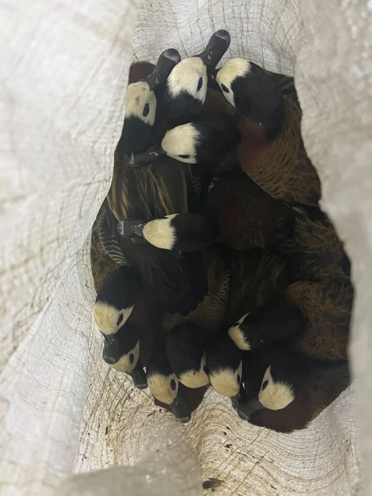 Polícia resgata 40 aves silvestres e prende mulher suspeita de comércio ilegal no Piauí 