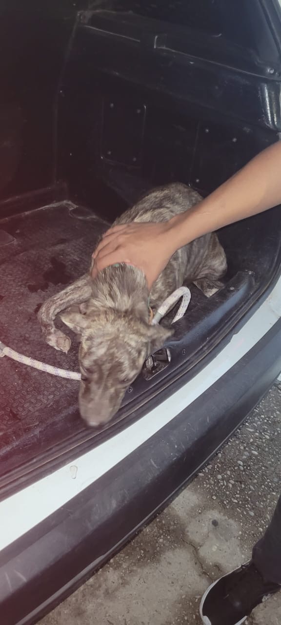 Homem é preso após espancar cadela e quebrar pata do animal na Zona Norte de Teresina