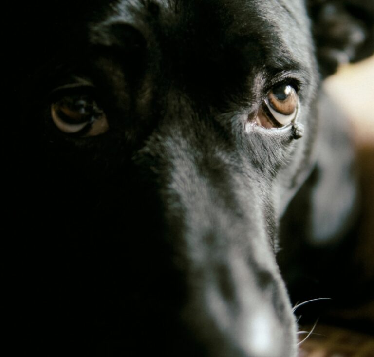 Homem é preso suspeito de matar cachorro enforcado e abandonar corpo em área de mata no Piauí