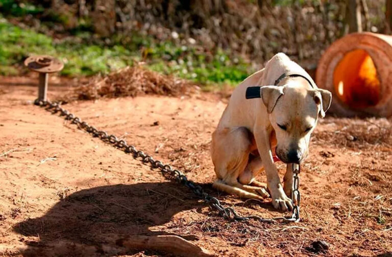 Alepi aprova projeto que proíbe acorrentamento permanente de cães e gatos no Piauí