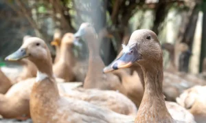 Lula sanciona lei que proíbe produção e venda de foie gras no Brasil