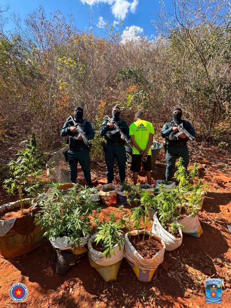 Polícia Militar apreende 77 mudas de maconha e armas durante operação em São Raimundo Nonato