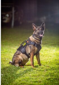 Morre K9 Catrina, primeira cadela policial do Denarc no Piauí