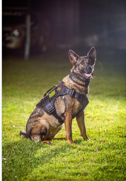Morre K9 Catrina, primeira cadela policial do Denarc no Piauí
